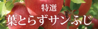特選葉とらずサンふじ